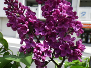 フレンチライラックのシュペート