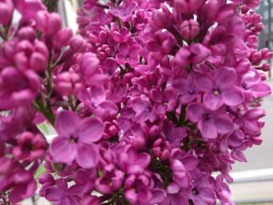 フレンチライラックのシュペートの花