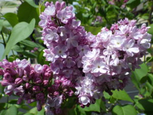 フレンチライラックのベルドゥーナンシー