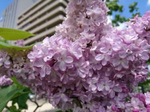 フレンチライラックのベルドゥーナンシーの花