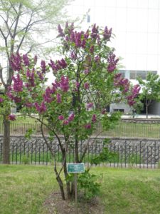 フレンチライラックのシャルルジョリー