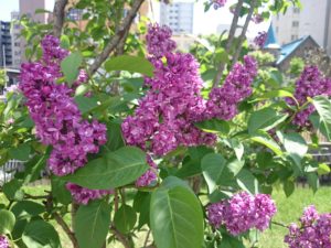 フレンチライラックのシャルルジョリーの花