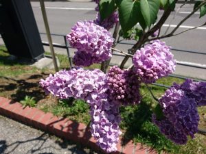 フレンチライラックのチャーム