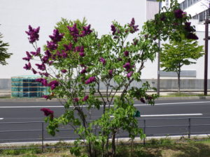 フレンチライラックのコンゴ