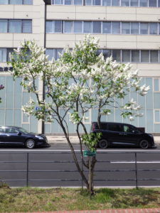 フレンチライラックのイーディスガヴエル