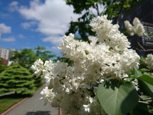 フレンチライラックのイーディスガヴエルの花