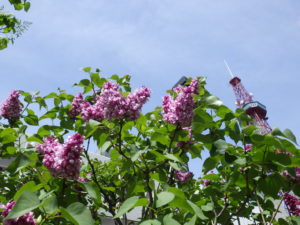 ライラック 創成川公園