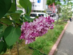 フレンチライラックのフランクフルターフリューリンクの花
