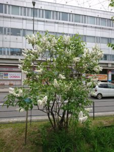 フレンチライラックのジェネラルシュリダン