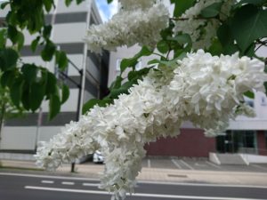 フレンチライラックのジェネラルシュリダンの花