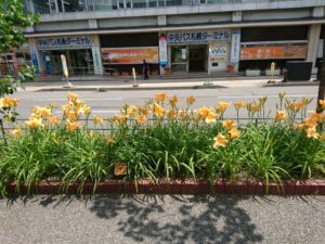 ヘメロカリスの夕張岳の花壇