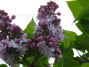 フレンチライラックのミッシェルブフナー