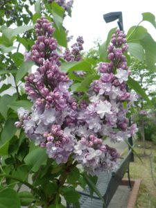 フレンチライラックのミッシェルブフナーの花