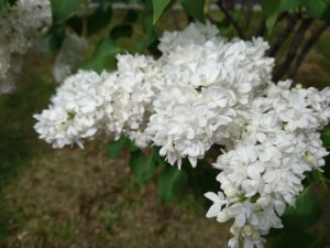 フレンチライラックのミスエレンウィルモットの花