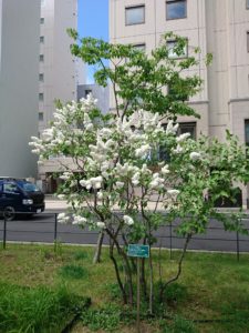 フレンチライラックのミスエレンウィルモット