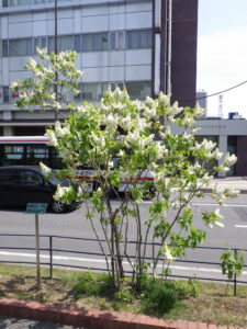 フレンチライラックのマダムフローレントステップマン