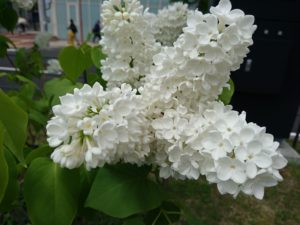 フレンチライラックのマダムフローレントステップマンの花