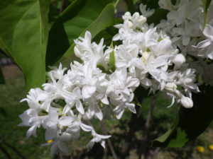 フレンチライラックのマダムルモワンの花