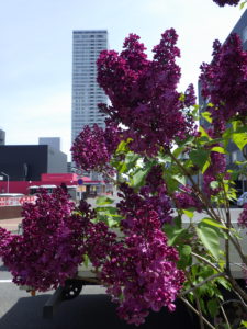 フレンチライラックのモンジュ