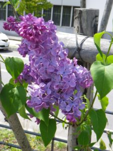 フレンチライラックのノーダンの花