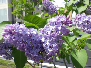 フレンチライラックのプレジデントリンカーンの花