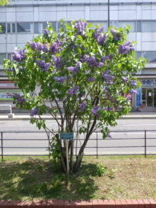 フレンチライラックのプレジデントリンカーン