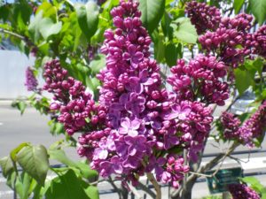 フレンチライラックのラムフィンホルステンシュタインの花