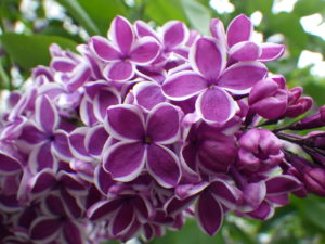 フレンチライラックのセンセーションの花