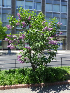 フレンチライラックのセンセーション