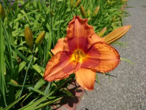 ヘメロカリスのディークオブダーハムの花