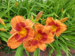 ヘメロカリスのディークオブダーハムの花壇