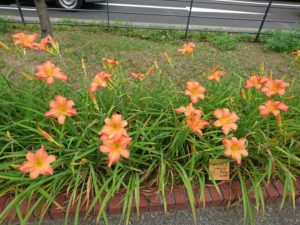 ヘメロカリスのジャスパーデビルの花壇