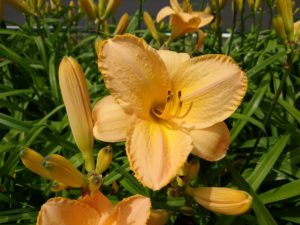 ヘメロカリスのエチドインゴールドの花