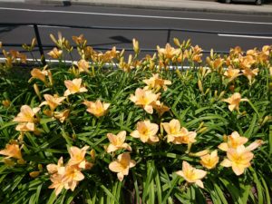 ヘメロカリスのエチドインゴールドの花壇