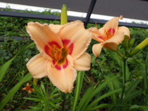 ヘメロカリスのレッドアイの花