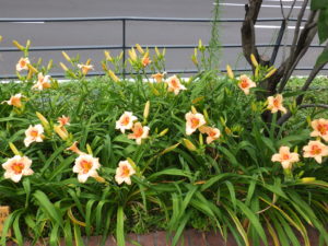 ヘメロカリスのレッドアイの花壇