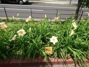 ヘメロカリスのララバイベイビーの花壇