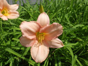 ヘメロカリスのエドナスポルディングの花