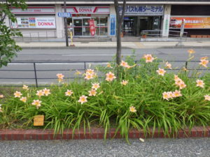 ヘメロカリスのエドナスポルディングの花壇