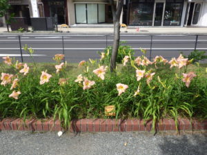 ヘメロカリスのホットトゥデイの花壇