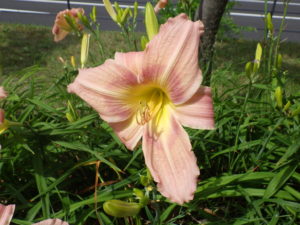 ヘメロカリスのホットトゥデイの花