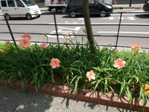 ヘメロカリスのダンシングシバの花壇