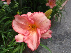 ヘメロカリスのダンシングシバの花