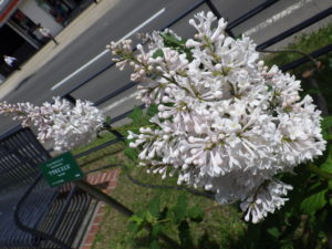 ウィローサエライラックのアグネスミス