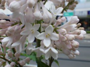 ウィローサエライラックのアグネスミスの花