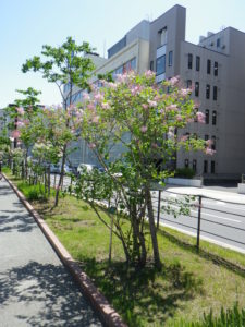 ウィローサエライラックのジェームズマクファーレン