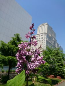 ウィローサエライラックのメヌエットの花
