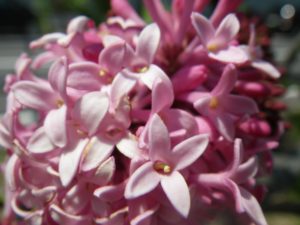 ウィローサエライラックのミスカナダの花