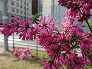 ウィローサエライラックのミスカナダ