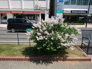 チョウセンハシドイのミスキム